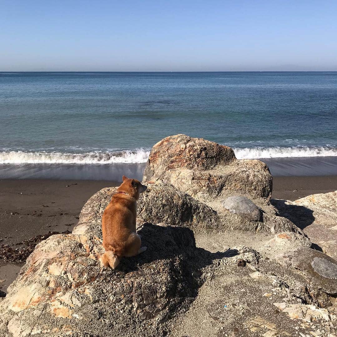 マル子のインスタグラム：「高いところから海を見る #マル子  #柴犬  #shiba」