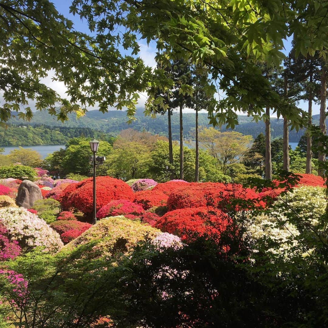 瀬口えりなさんのインスタグラム写真 - (瀬口えりなInstagram)「. 箱根の山のホテル つつじ開花14日目💕💕 テレビで観て、ソッコー行ったwww . #箱根神社 で大吉ひいたあとに、そのままトコトコ歩いて向かいました✌️✌️ ちょっとした登山だった笑笑 . 帰りは箱根港まで無料のシャトルバスがあるのでそれに乗ったから楽チン😎😎 毎年つつじ祭りの参加者は無料だったり有料だったりするらしいんですけど、今年は無料でした🎵 小田急運営だから新宿↔山のホテル直通バスがあるの強いw . #時差投稿#山のホテル#旅行#花見#つつじ#つつじ祭り#芦ノ湖# しゃくなげ#カメラ好きと繋がりたい#photo#flower #trip#yamanohotel #food#hakone#hakone_enjoy #model#fashon#dj#actress #event#companion#promotionalmodel」5月23日 9時25分 - seguchierina