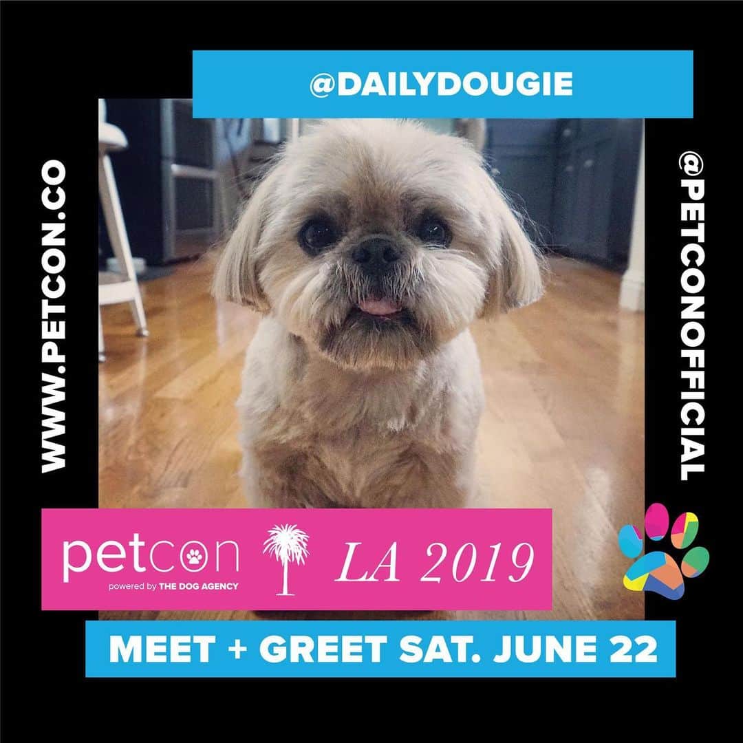 Dougie the Shih Tzuさんのインスタグラム写真 - (Dougie the Shih TzuInstagram)「PetCon is one month away!  Will we see you there in Los Angeles?  Get your tickets at petcon.co ❤️」5月23日 9時42分 - dailydougie
