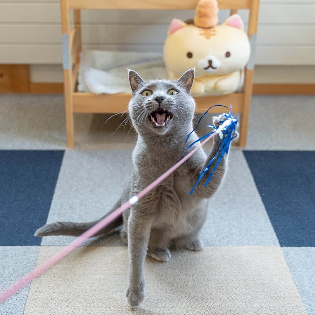 マアルのインスタグラム：「ちびちゃん #🐈 #猫好きさんと繋がりたい #北海道 #旭川市 #ペットホテル #ロシアンブルー」
