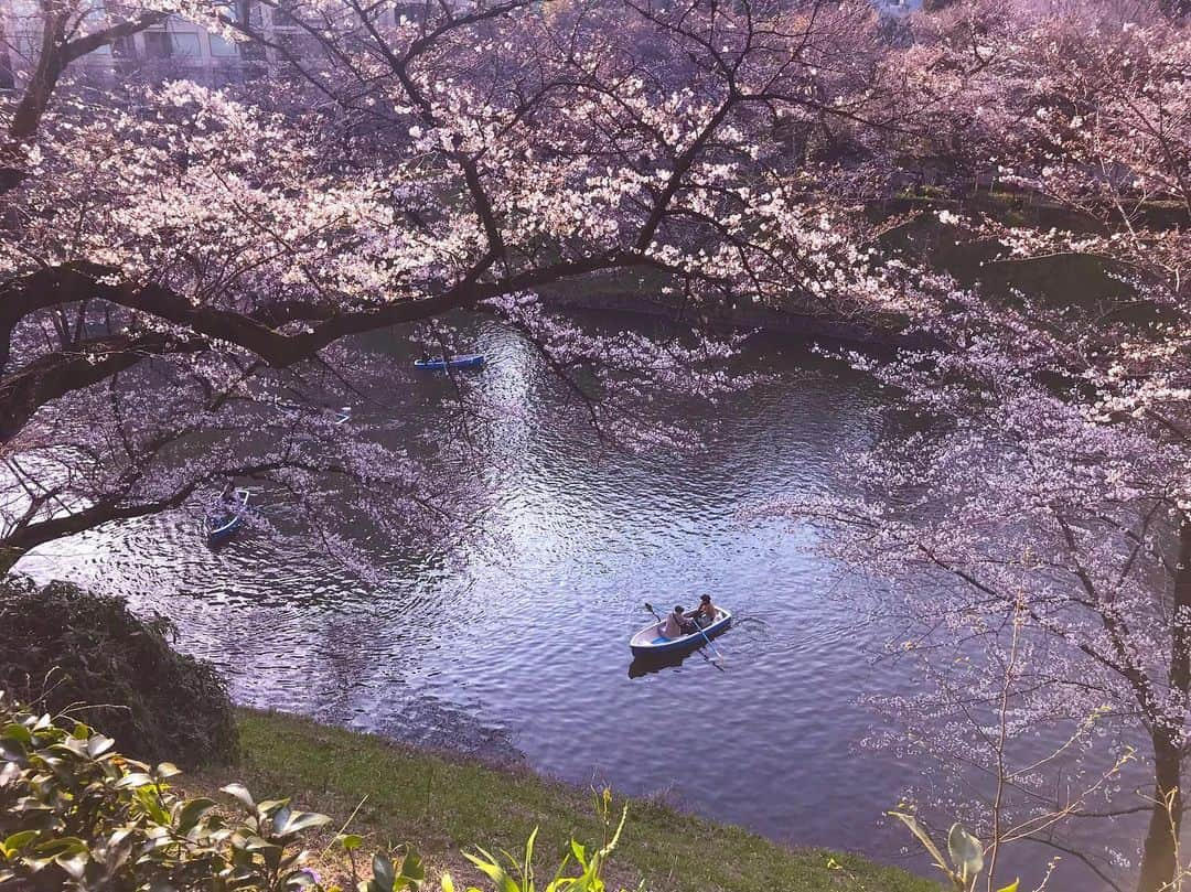 アンドリュー・ドッズさんのインスタグラム写真 - (アンドリュー・ドッズInstagram)「Cherry Blossom 🌸  #Tokyo #japan #cherryblossom」5月23日 9時51分 - andrew_dodds