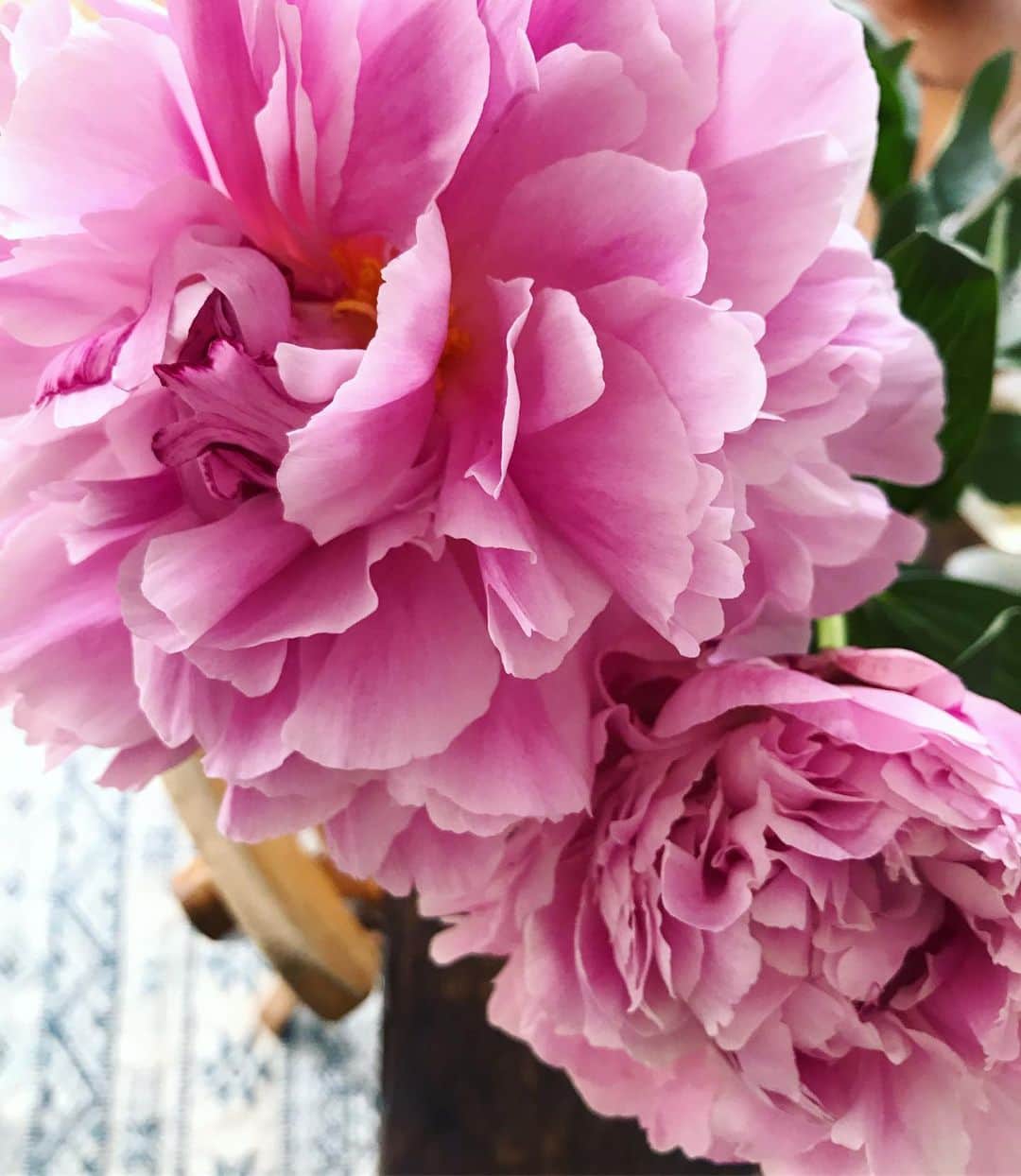 早坂香須子さんのインスタグラム写真 - (早坂香須子Instagram)「芍薬の季節💕💕💕 お花のエナジーって、本当に素敵。 お裾分けありがとう。」5月23日 10時01分 - kazukovalentine