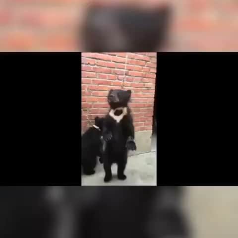 WildLifeのインスタグラム：「Via @karmagawa This is how baby bears are trained to walk upright to entertain people at the circus with their chains made purposely short so that if they don’t stand upright on two legs, they’ll choke. They are left like this for hours and also forced to balance on seesaws...we know this video is tough to watch and their cries are difficult to listen to, but we need your help in sharing this video with your followers and tagging people in the comments who need to see it in order to help us spread awareness about these disgusting practices so we can put an end to them! While many of the battles we fight to save #endangeredspecies are multi-year campaigns with no easy fixes in sight, this is different because this #animalabuse ONLY happens because of people going to the circus and not knowing about detestable practices like this...we can fix that and educate EVERYONE and put a stop to this once and for all! Please join the fight and share this video because these bears deserve better #savethebears #protectanimals #karmagawa」