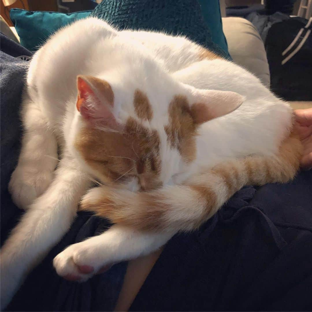 Richard Kittyさんのインスタグラム写真 - (Richard KittyInstagram)「Nose-warming technique: Tail tuck nap 😴」5月23日 10時34分 - richard_kitty