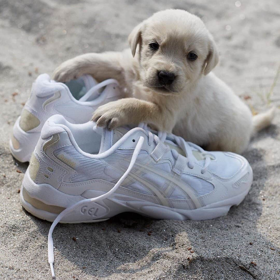 Sneaker Newsさんのインスタグラム写真 - (Sneaker NewsInstagram)「@gmbh_official and ASICS are releasing three colorways of the GEL-Kayano 5 next week. Puppy not included. For full details, tap the link in our bio. 📸: @benjaminhuseby」5月23日 10時49分 - sneakernews