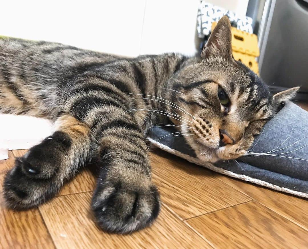 Musashiさんのインスタグラム写真 - (MusashiInstagram)「おはムサシ！ おはようの流し目。Good morning...😏 #musashi #mck #cat #キジトラ #ムサシさん #ねこすたぐらむ #musashi_the_cat」5月23日 11時05分 - _daisy