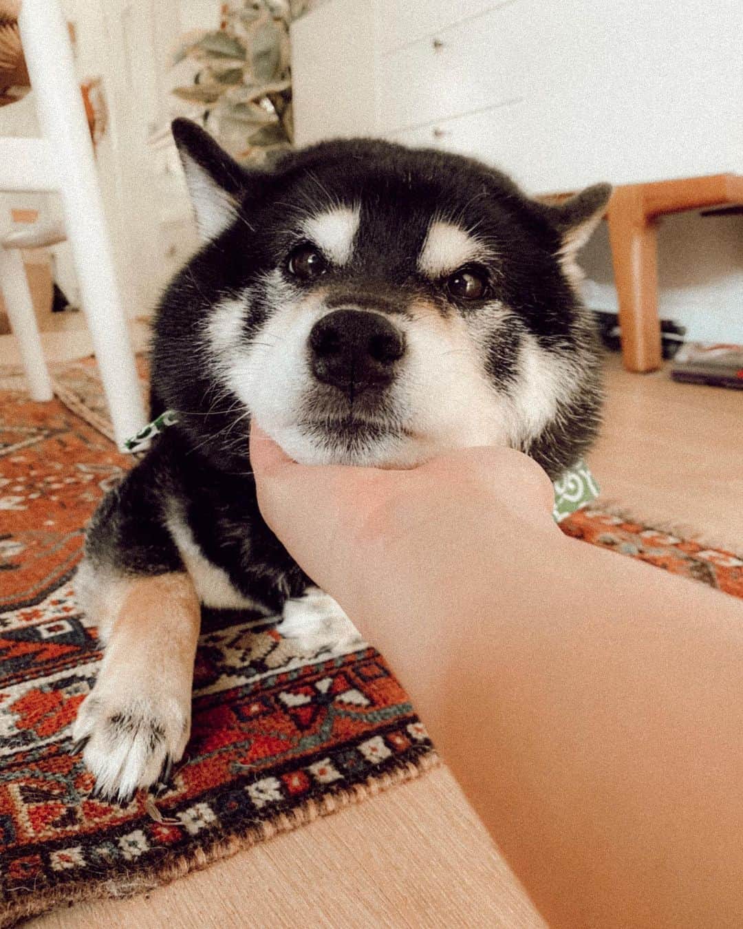 W E Y L I Eのインスタグラム：「😍😍😍 my baby @michiko_shiba」