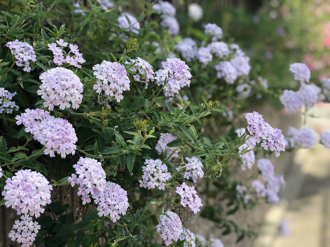 のインスタグラム：「* * * * 花  #花 #flower  #新井カメラ #iPhone #portrait #アプガ」