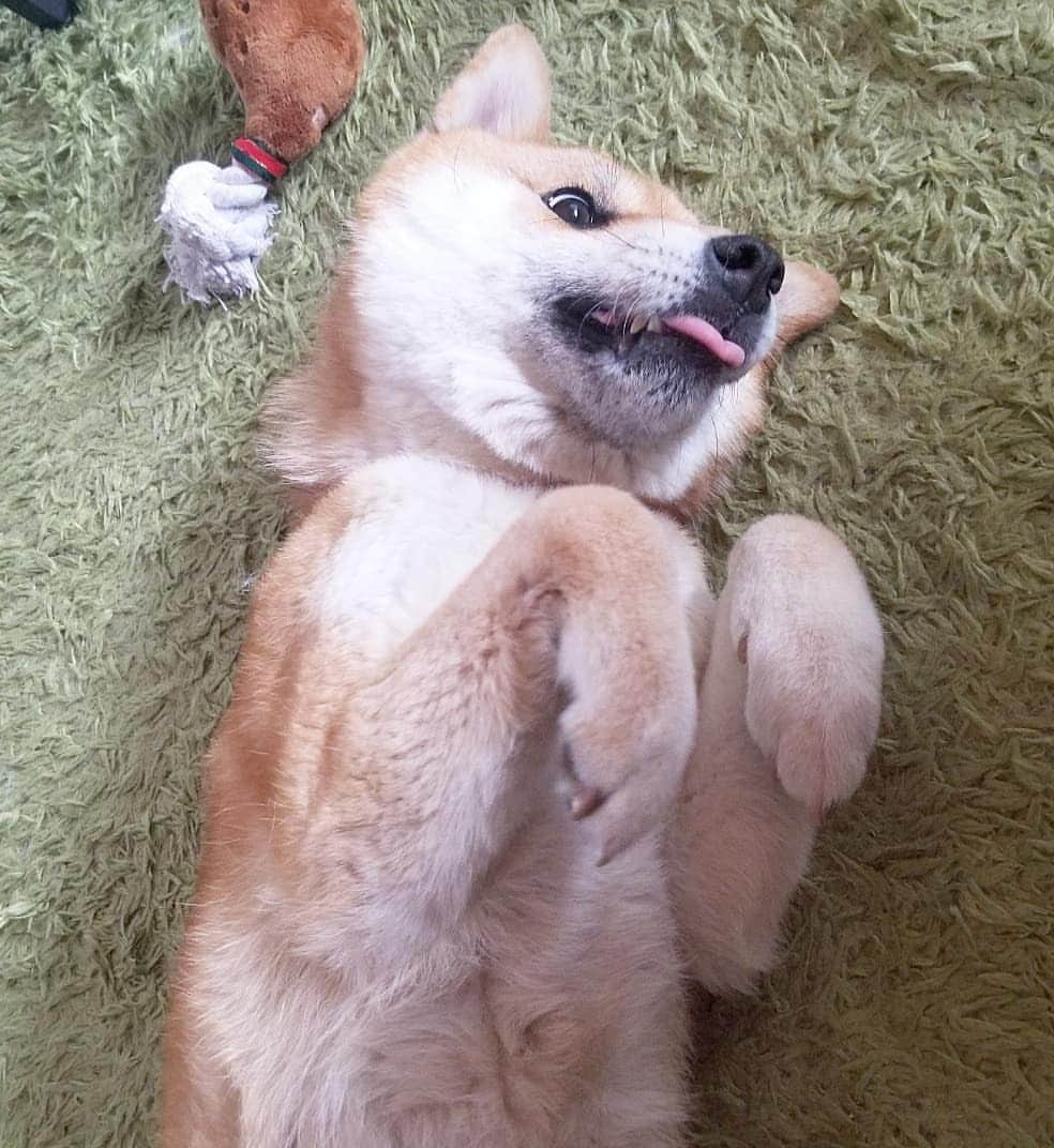 柴犬たま Shibainu Tamaさんのインスタグラム写真 - (柴犬たま Shibainu TamaInstagram)「暑すぎて流石のたママもパッカ〜ンですわ😵💦 * Caption trans🇬🇧 Tama knocked out because it was hot😵💦 * #柴犬たま #たママ #暑い #夏日 #真夏日 #パッカーン #たまの開き #犬の開き #へそ天 #おばけ手 #うらめ柴 #舌ぺろ #あご黒 #柴犬 #shiba #shibainu #shibastagram #犬 #dog」5月23日 11時33分 - tama7653