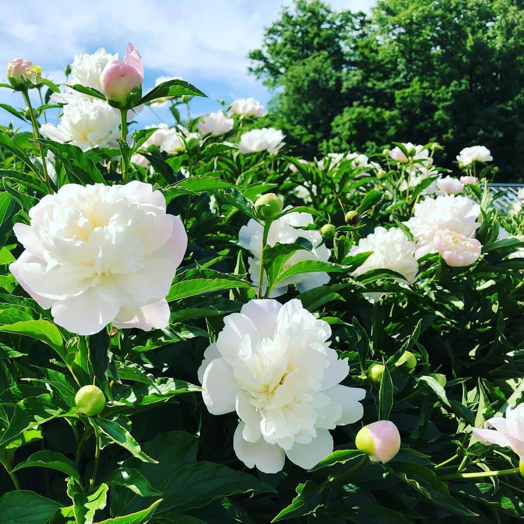 南早苗さんのインスタグラム写真 - (南早苗Instagram)「バラ→芍薬→クレープ。心と身体に栄養を😆 #金沢南総合運動公園 #富樫のバラ園 #金大薬用植物園 #chillout」5月23日 11時35分 - minamisanae