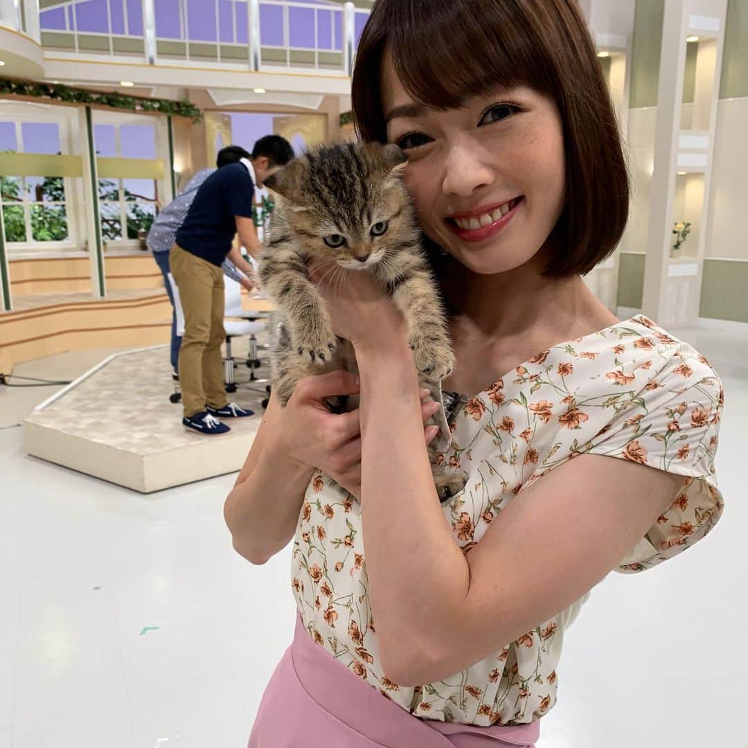 高橋春花のインスタグラム：「ネコ〜😍😍😍 昨日スタジオに遊びにきてくれました(*^◯^*) #ミテコレ#5時36分から #ネコ #子ネコ#天使 #スコティッシュフォールド  #高橋春花#HTB」