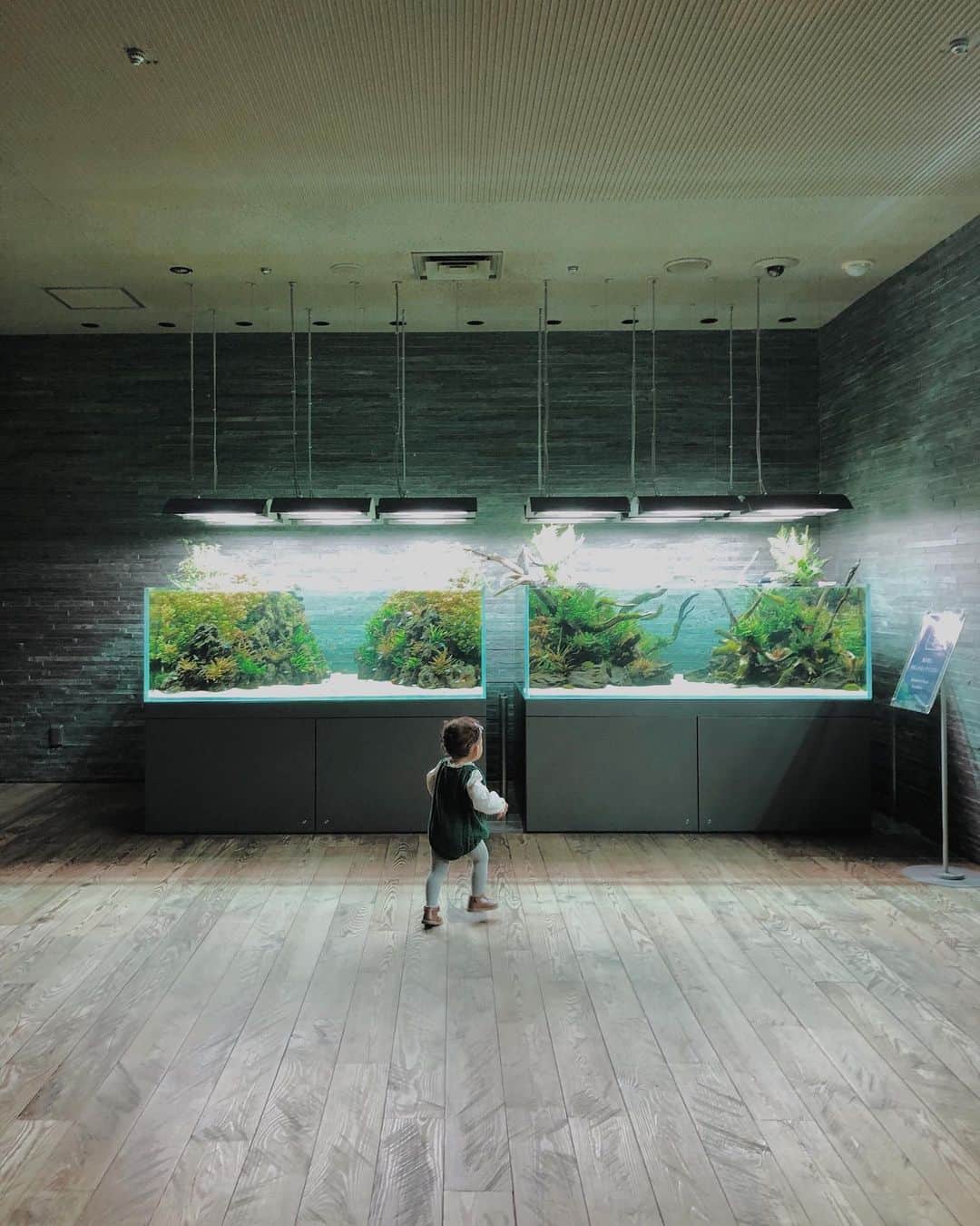 目見田早弥子のインスタグラム：「| Sumida Aquarium 🐠𓈒𓂂 先日、初めてすみだ水族館へ。 「わぁ〜！わぁ〜！」と終始目を輝かせていた娘。 あまりにもずっと感動しているので 面白くて笑ってしまいました😂 ⠀ 載せたい写真が追いつきません🐌...」