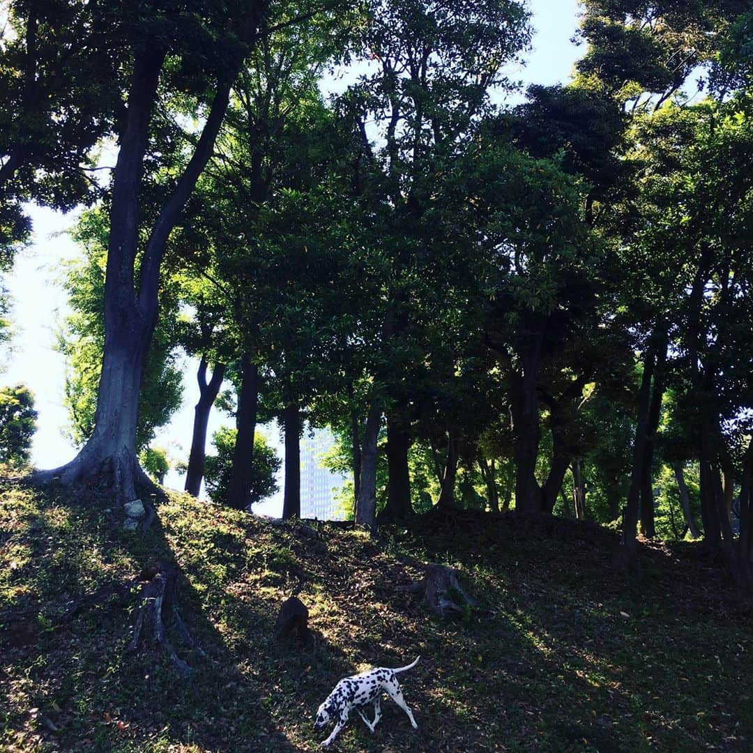 高岡早紀 さんのインスタグラム写真 - (高岡早紀 Instagram)「気持ち良すぎるっ #dalmatian #散歩」5月23日 11時58分 - saki_takaoka