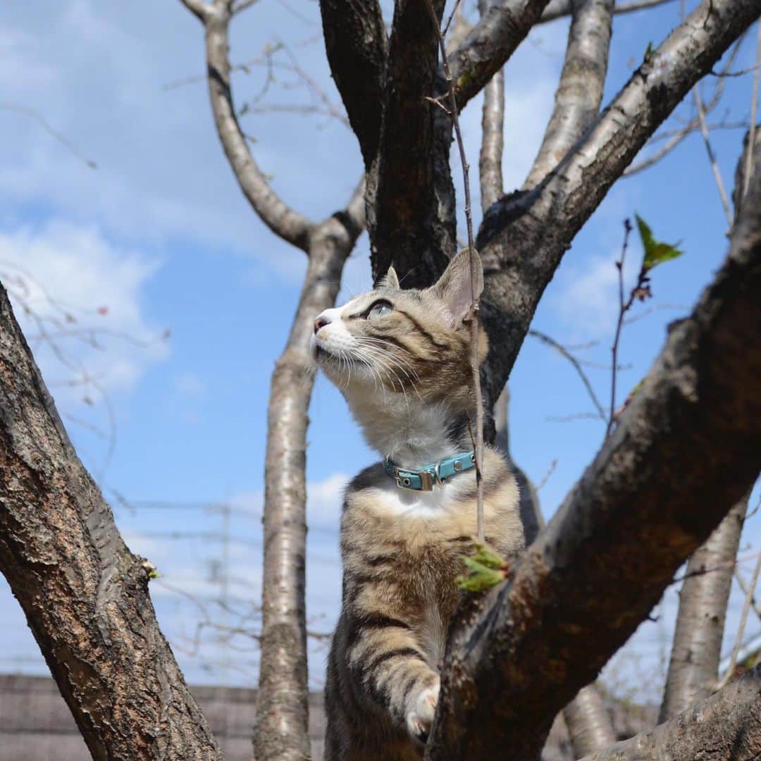 やふさんのインスタグラム写真 - (やふInstagram)「いいお天気だにゃ〜→シャキーン！ . #cat #neko #catlovers #catsofinstagram #catstagram #instacat #猫 #ねこ #ネコ #保護猫 #新吉」5月23日 12時00分 - kyafy