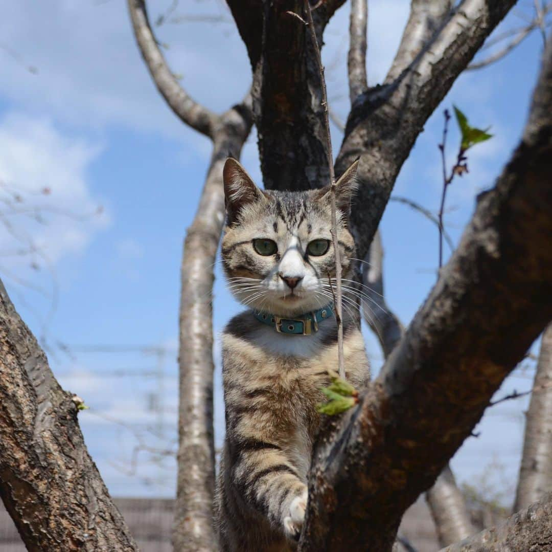 やふさんのインスタグラム写真 - (やふInstagram)「いいお天気だにゃ〜→シャキーン！ . #cat #neko #catlovers #catsofinstagram #catstagram #instacat #猫 #ねこ #ネコ #保護猫 #新吉」5月23日 12時00分 - kyafy