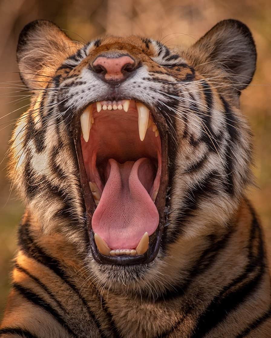 thephotosocietyさんのインスタグラム写真 - (thephotosocietyInstagram)「Photograph by @andyparkinsonphoto/@thephotosociety  Bengal tiger sub-adult yawning –This is just a baby by the way, just 16 months old and still dependant on his mothers’ hunting skills for up to another year, depending on whether or not he fancies fending for himself any time soon. In January of 2020 I shall be heading back to India to lead two back-to-back trips to photograph tigers in the wilds of Bandhavgarh National Park and the way that things are going I am expecting sightings to be very, very good. With up to 16 new adolescent cubs finding their feet and their independence the reports coming out of Bandhavgarh at present are exceptional with sightings of up to 6 tigers every day. Of course at this time of year the weather is ferociously hot in India and as such the idea of photographing a drooling tiger panting next to a tiny rancid pool in 40 degree heat has never really appealed that much. When I go in January however the temperatures are much better, the mornings are cool and clear, the forest verdant and lush with shafts of sunlight piercing the mist filled forests. The more forgiving weather does mean however that the tigers movements are marginally less predictable but the light is so much better, and the sun rises more slowly in January meaning that those periods of quality light are longer two. Trip 1 is already sold out and with just 3 places remaining on Trip 2 I thought that I’d do a shout out to anyone who fancies experiencing the thrill of seeing tigers in the wild. For more information you can either email me at tours@andrewparkinson.com or you can sign up to my mailing list by hitting the link in my bio. Seeing these apex predators in their natural habitat is beyond compare, a lifelong ambition for me and one that I feel so thrilled that I’m able to experience again. @andyparkinsonphoto @thephotosociety」5月23日 12時11分 - thephotosociety