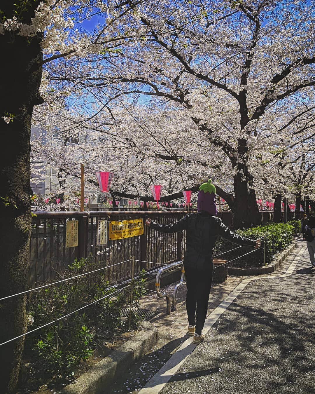 川原克己 さんのインスタグラム写真 - (川原克己 Instagram)「#花見」5月23日 12時13分 - tenjikunezumikawahara