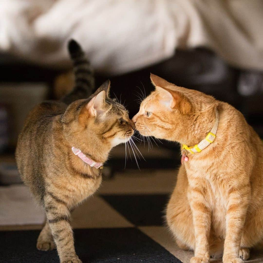 irodori - くらしを彩るウェブマガジン -さんのインスタグラム写真 - (irodori - くらしを彩るウェブマガジン -Instagram)「今日は、キスの日💋 大好きな人との距離が近くなる時、 自分の口臭は大丈夫かドキドキしますよね😱 ・ 自分の口臭をセルフチェックする方法はこちら☝ ☑️コップに息をはいて、そのニオイをかぐ ☑️デンタルフロスを歯と歯の間を通し、そのニオイをかぐ ☑️唾液のニオイをかぐ ・ 臭いが気になったら、毎日のセルフケアをはじめましょう。 以下の方法で汚れをしっかりと落とし、 いつも口の中を清潔に保つことがポイントです✨ 1️⃣デンタルフロスや歯間ブラシを使って汚れをしっかり 2️⃣デンタルリンスやマウスウォッシュで口臭の原因を洗浄、除去する 3️⃣専用の舌ブラシや歯ブラシを使って「舌苔」を取り除く ・ 口臭のセルフチェック&ケア方法について詳しくは プロフィールのリンクからどうぞ☘👉@irodori_lidea ・ #irodoriLIFE #Lidea #LION #ライオン #ライオン株式会社 #口臭 #歯みがき #舌苔 #デンタルフロス #歯間ブラシ #デンタルリンス #マウスウォッシュ」5月23日 12時15分 - lidea_lion