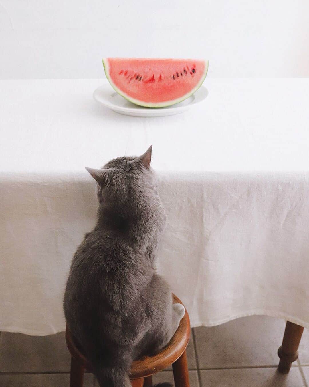 樋口正樹さんのインスタグラム写真 - (樋口正樹Instagram)「Watermelon 🍉 . 暑くなりましたので、 ひと仕事終えた後に よーく冷えたスイカ。 . . #Watermelon #スイカ #すいか #西瓜 #catstagram_japan #🍉」5月23日 13時06分 - higuccini