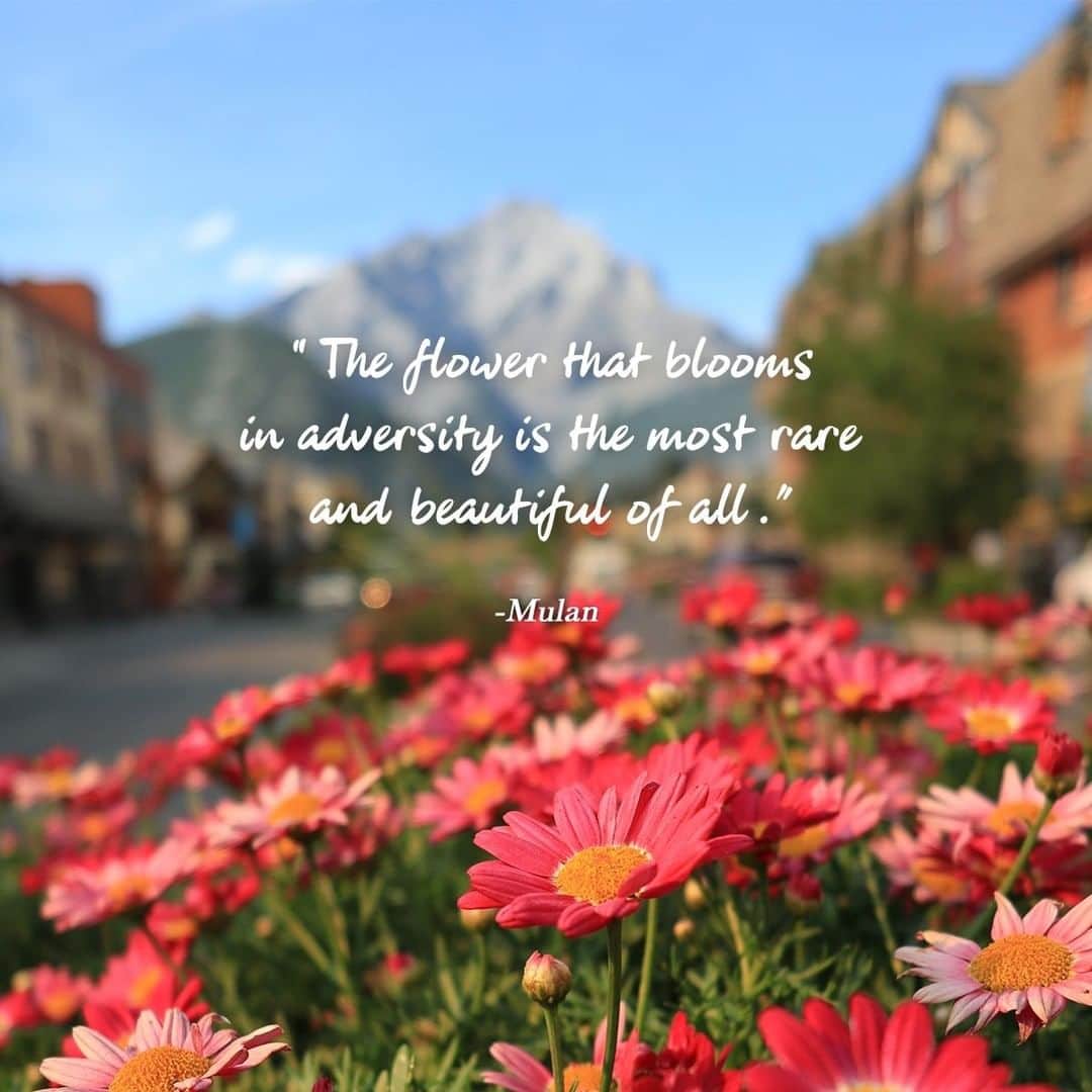 Canon Asiaのインスタグラム：「Through the ups & downs in life, know that you will emerge stronger than you were before! Just like the beautiful flower that blooms in adversity🌸 • We hope you have a lovely upcoming weekend! Head over to our Instagram stories to get a wallpaper version of this quote. • 📷 Image taken using the Canon PowerShot G1 X Mark III | f/2.8 | 1/1000s | ISO 100  Want your photos to be featured too? Tag them with #canonasia or submit them on My Canon Story, link in bio!」