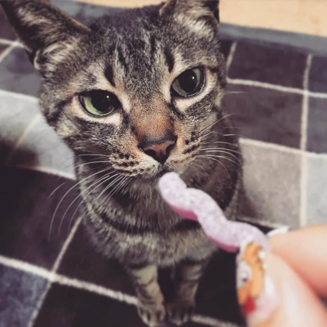 小嶋晶子のインスタグラム：「What? 🐈🐾 #cat #cats #browntabby #catsofinstagram #catstagram #neko #nekostagram #ねこ #ねこ部 #ねこすたぐらむ #きじとら #きじとらねこ #きじとら女子 #きじとら部 #ネコ #ネコ部  #キジトラ #キジトラネコ #キジトラ部 #かぎしっぽ #かぎしっぽ猫部 #カギしっぽ #カギしっぽ猫 #お腹ハゲてる」