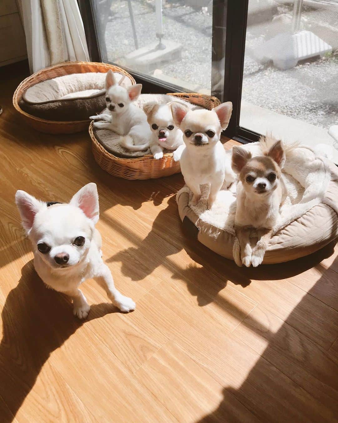 ∞maki∞??????さんのインスタグラム写真 - (∞maki∞??????Instagram)「2019.5.23 デコ♡フワ♡ピノ♡サラ♡オミ♡ ・ ・ 今日もみんなで日向ぼっこ〜☀️ 😊🐶🐶🐶🐶🐶💗✨ ・ ・ #日向ぼっこ☀️#動画#Movie #dog#Chihuahua#Chihuahualove#Chihuahualife#instaChihuahua#photooftheday#IGersJP#west_dog_japan#all_dog_japan#happy#cute#love#犬#愛犬#チワワ#ちわわ#ロングコートチワワ#多頭飼い#可愛い#癒し#幸せ#仲良し」5月23日 13時36分 - maki_dfpso
