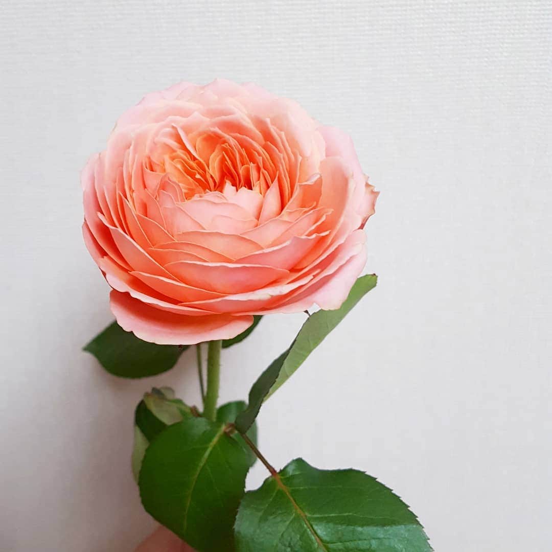 長江愛美さんのインスタグラム写真 - (長江愛美Instagram)「ようこそ我が家へ🌹 ロマンティックアンティークってやつ❤名前も素敵😍  #Flower#ロマンティックアンティーク #rose#サーモンピンク#お花のある暮らし #お花のある生活 #癒し #安らぎ #life #長生きしてね」5月23日 13時52分 - manamin.512