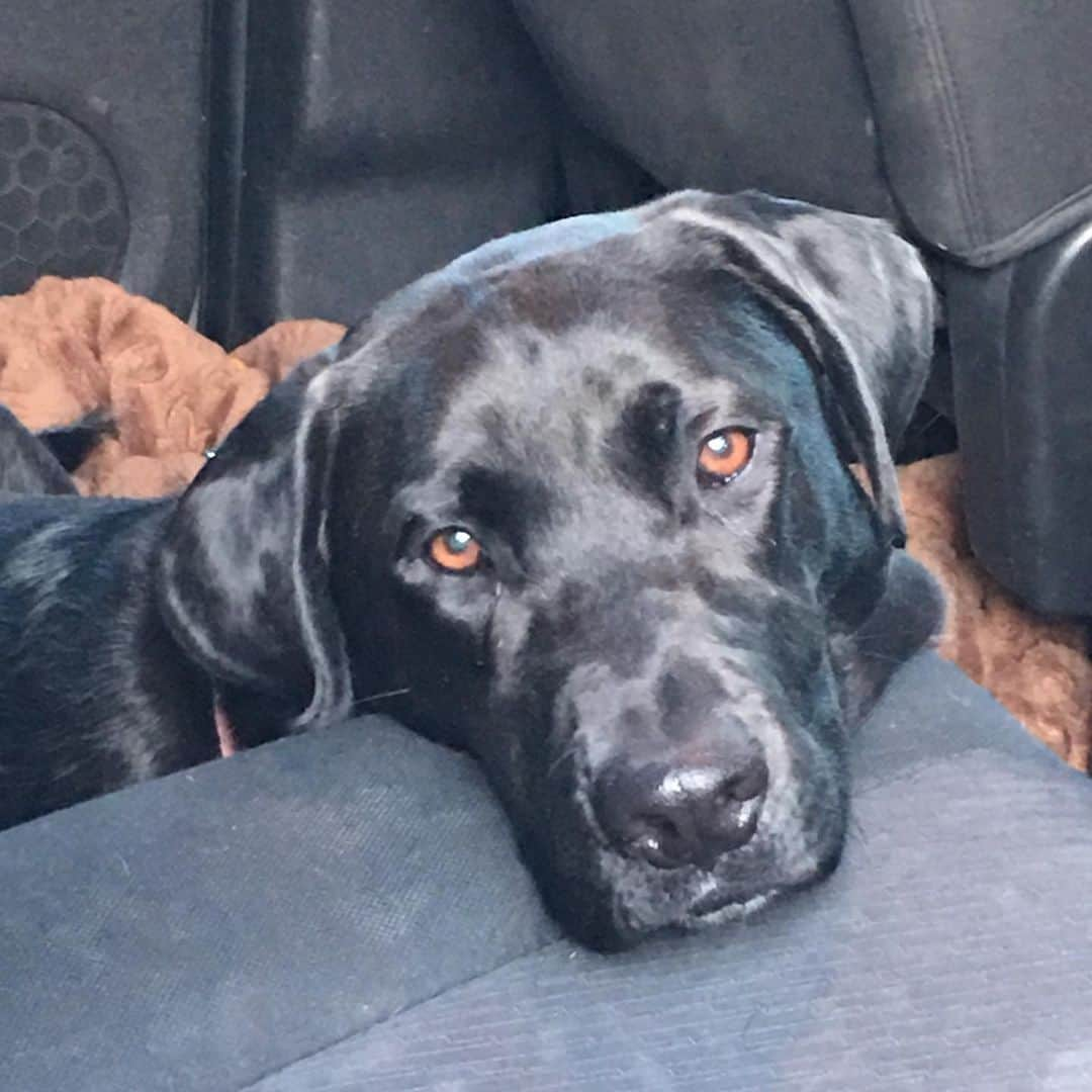 ドット=マリー・ジョーンズさんのインスタグラム写真 - (ドット=マリー・ジョーンズInstagram)「FANCY GIRL PATIENTLY WAITING TO GO TO DOG PARK TODAY!! SHE IS THE SWEETEST GIRL!! #FANCY #ADOPTDONTSTOP #FANCYJONES」5月23日 14時26分 - dotmariejones