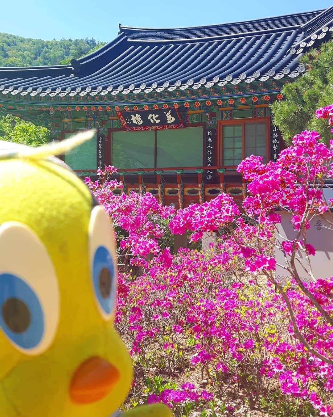 Little Yellow Birdさんのインスタグラム写真 - (Little Yellow BirdInstagram)「Sangwon-sa Temple in Odaesan National Park. This beautiful mountainous area in the northeast will be my home for my last 2 days here in South Korea... #littleyellowbird #tweety #tweetykweelapis #adventures #yellow #bird #sangwonsa #상원사 #temple #buddhist #odaesan #odaesannationalpark #오대산 #southkorea #zuidkorea #korea #travel #traveling #wanderlust #pyeongchang #sun #bluesky #stuffedanimalsofinstagram #plushiesofinstagram」5月23日 14時41分 - tweetykweelapis