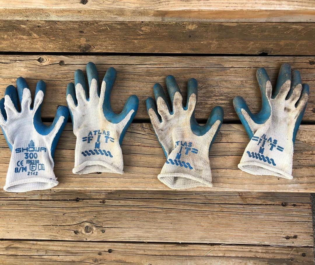 Snorri Sturlusonさんのインスタグラム写真 - (Snorri SturlusonInstagram)「STOLEN: another blue gardening glove, night of 5/22, this time with the brand “Showa”. I thought these were the same left glove stolen over and over so I didn’t post, but checked the pile of stolen goods and realized that they are each new! Where are all the right hands, Snorri? 🧤#snorrithecat #catburglar #kleptokitty #spokanedoesntsuck #snorristurluson」5月24日 1時42分 - snorrithecat
