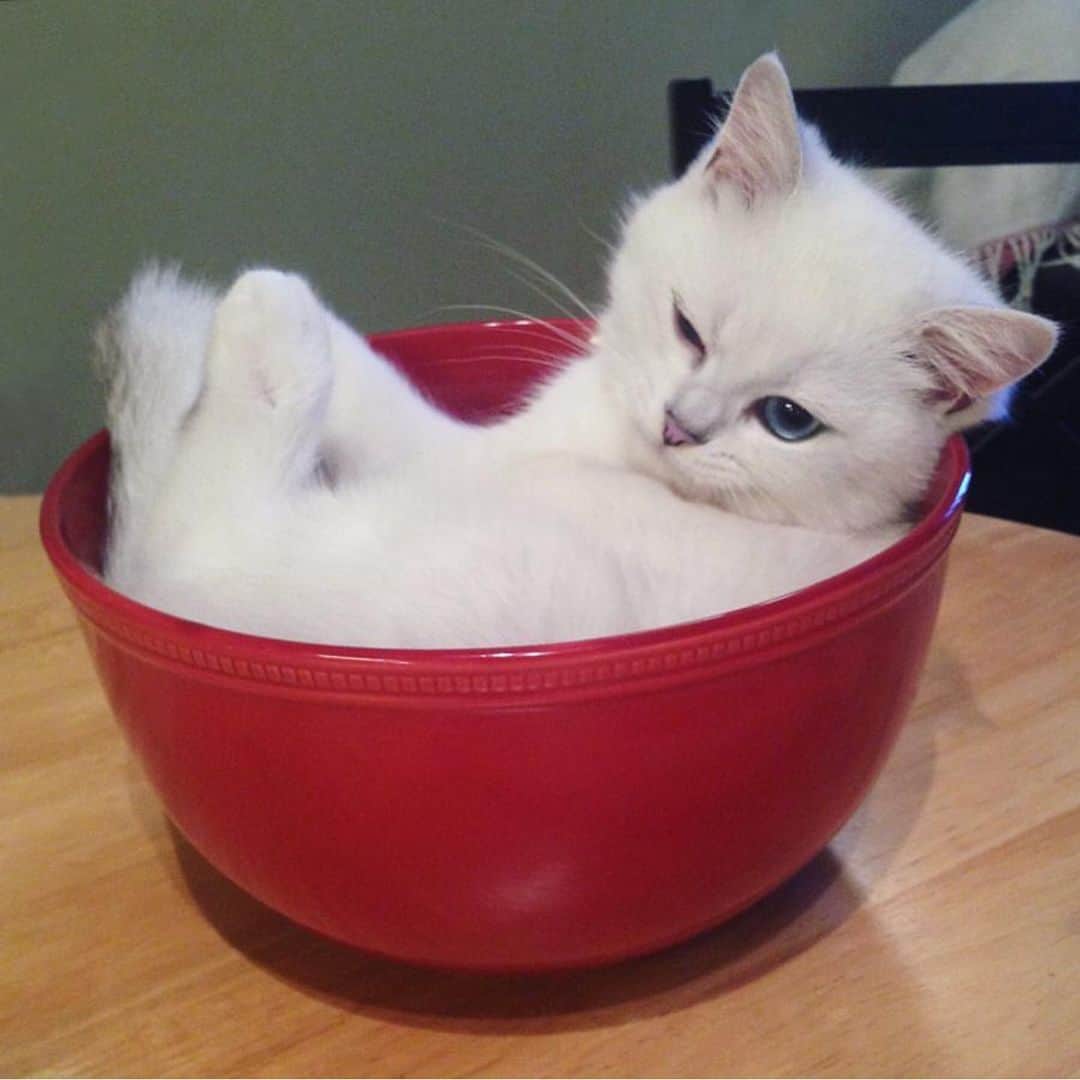 Cats of Instagramさんのインスタグラム写真 - (Cats of InstagramInstagram)「From @cobythecat: “I used to fit in my food bowl. Then I ate too much food. #tbt” #catsofinstagram」5月24日 1時44分 - cats_of_instagram