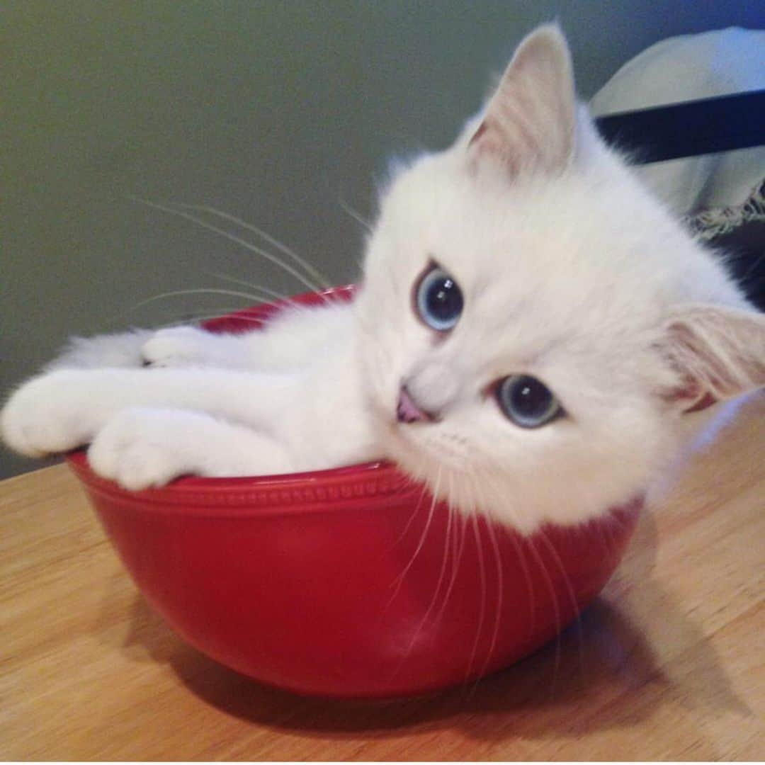 Cats of Instagramさんのインスタグラム写真 - (Cats of InstagramInstagram)「From @cobythecat: “I used to fit in my food bowl. Then I ate too much food. #tbt” #catsofinstagram」5月24日 1時44分 - cats_of_instagram