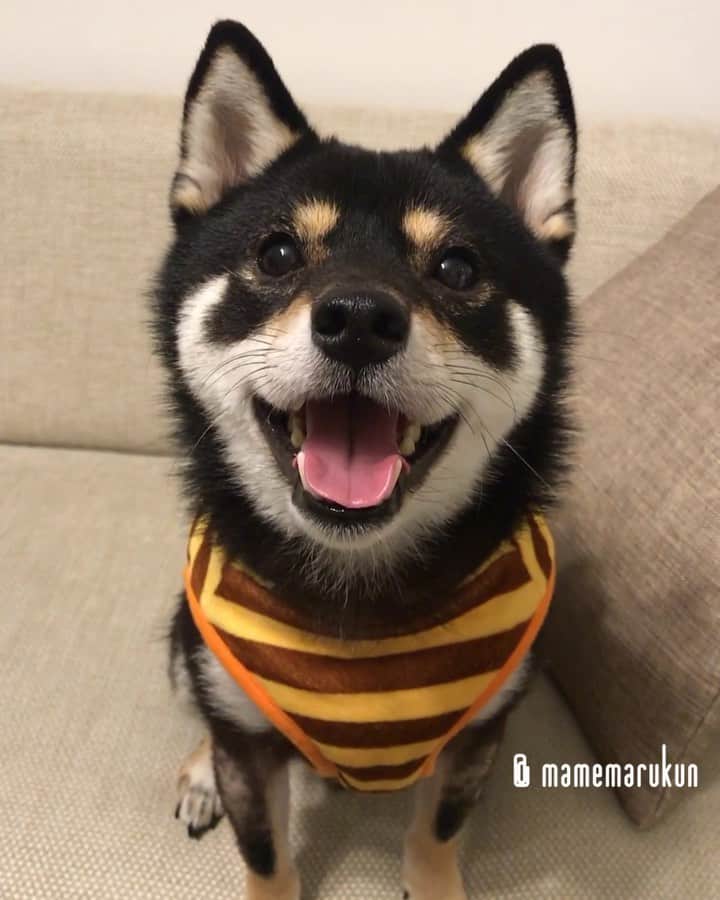 まめ丸のインスタグラム：「* * まだまだねたくないハチさん🐶🍯 #だんだん閉まる口 シリーズ * I'm bee🐶🍯💓 -------------------------------- I updated my blog🐶💓 The URL is in my profile. Please visit it if you have time❣️ * #まだあそびたくてウズウズ #おるすばんあと1日🐶❣️ ぼくのハチさんハーネスは🍯 ハイライトの #楽天roomに載せてます * #柴犬#豆柴#柴#黒柴#犬#しばいぬ#shiba#shibainu#shibastagram#shibadog#puppy#instadog#dogstagram#dog#instashiba#blackshiba#petstagram#pet#cutepetclub#강아지#멍스타그램#doglover#ilovemydog#weeklyfluff#roomインフルエンサー#まめ丸ハチさん」