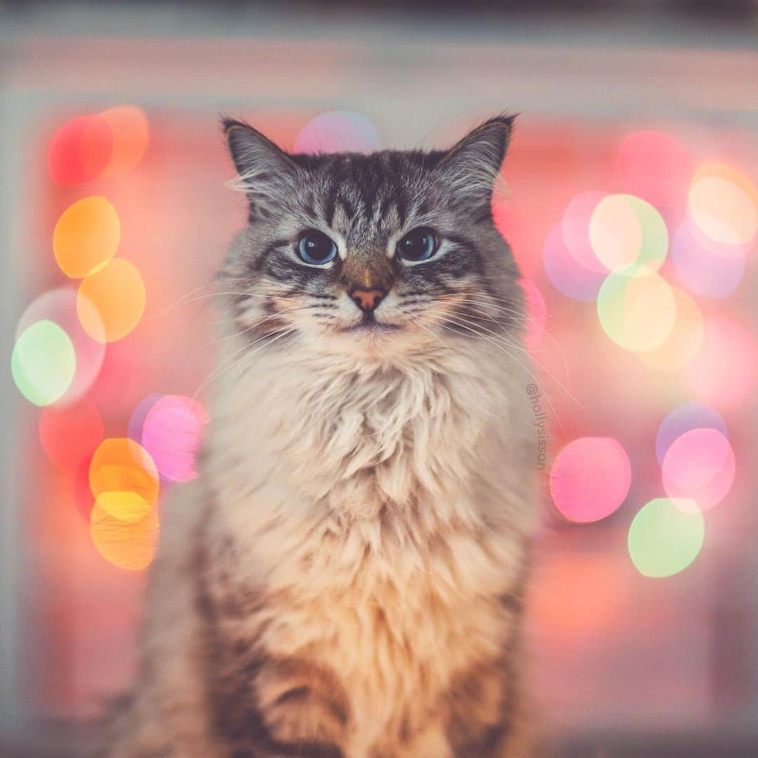 のインスタグラム：「When you wake up thinking it’s Friday. 😹 #bokeh #Siberiancat (See more of Alice, Finnegan, and Oliver, on @pitterpatterfurryfeet) ~ Canon 1D X + 85 f1.2L II @ f1.2  See my bio for full camera equipment information plus info on how I process my images. 😊 ~  @bestmeow #bestmeow」