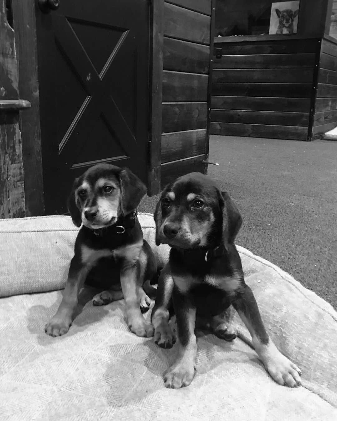 ミランダ・ランバートさんのインスタグラム写真 - (ミランダ・ランバートInstagram)「Meet Smoke and Bandit! They showed up at the farm last week and we’re bringing them to #CMAFest to get adopted. No vacancy in our Mutt Motel! #FarmLife  Register at MuttNation.com to join us at the #MuttNationMarch on June 6 in Nashville to save more pups like them!!」5月24日 0時13分 - mirandalambert