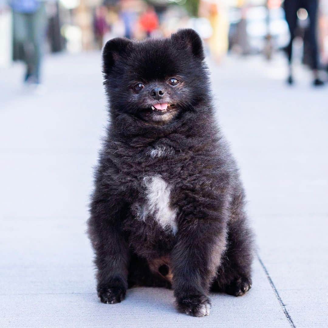 The Dogistさんのインスタグラム写真 - (The DogistInstagram)「Oak, Pomeranian (5 y/o), 9th & 14th St., New York, NY • “Upside down is his natural position. I could put him on the ground upside down – he DGAF.” @oaksoosoo」5月24日 0時14分 - thedogist