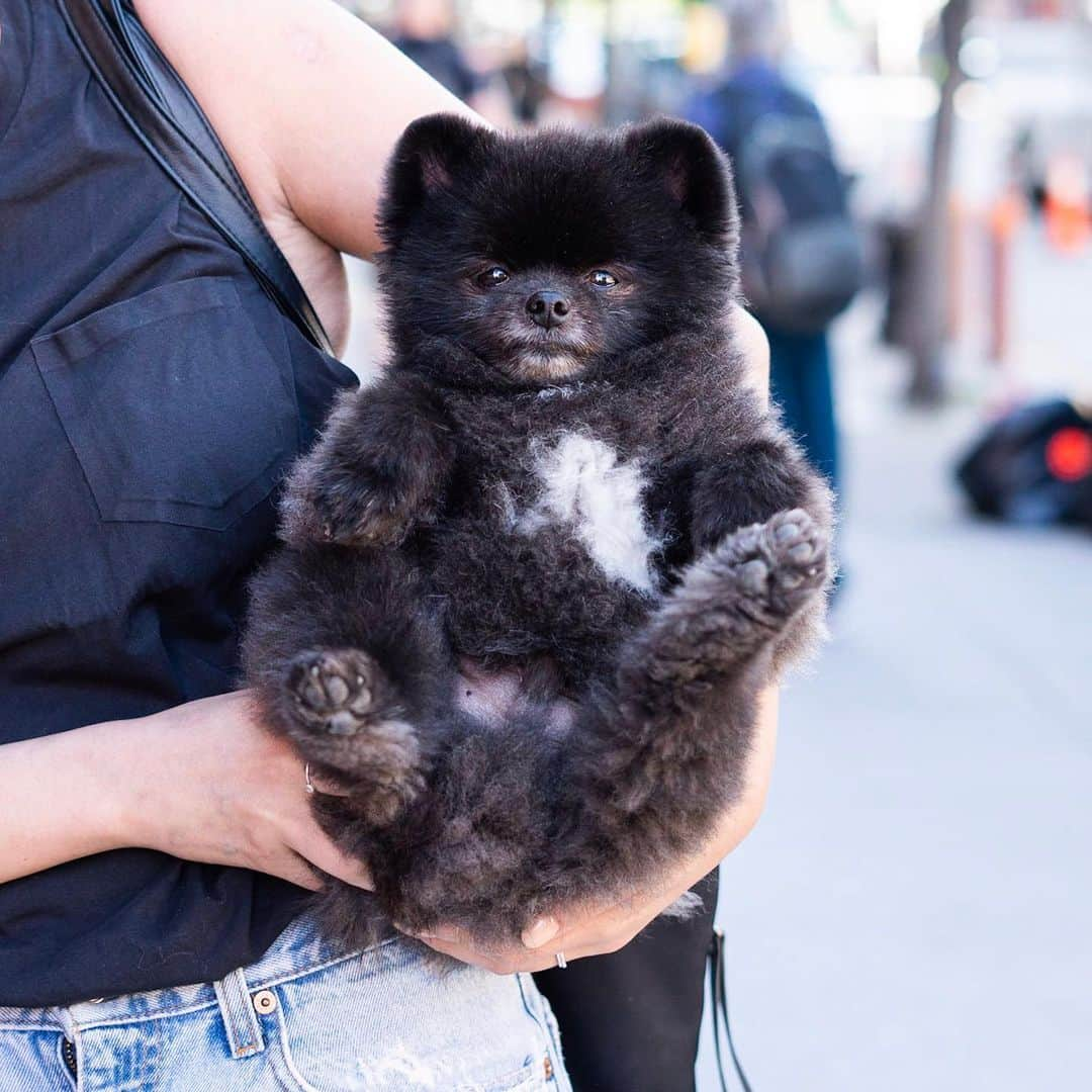 The Dogistさんのインスタグラム写真 - (The DogistInstagram)「Oak, Pomeranian (5 y/o), 9th & 14th St., New York, NY • “Upside down is his natural position. I could put him on the ground upside down – he DGAF.” @oaksoosoo」5月24日 0時14分 - thedogist