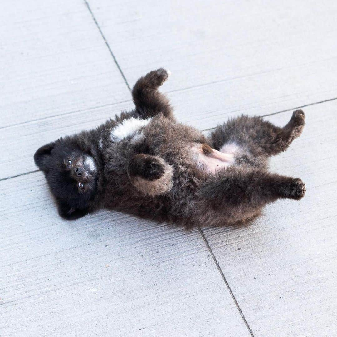 The Dogistさんのインスタグラム写真 - (The DogistInstagram)「Oak, Pomeranian (5 y/o), 9th & 14th St., New York, NY • “Upside down is his natural position. I could put him on the ground upside down – he DGAF.” @oaksoosoo」5月24日 0時14分 - thedogist