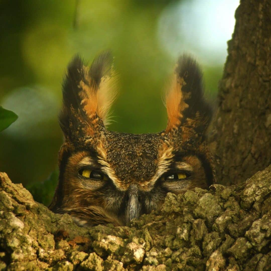 アメリカ内務省さんのインスタグラム写真 - (アメリカ内務省Instagram)「The largest of the eared or tufted owls in North America, the great horned owl is a wonderful and fascinating #bird. Covered in extremely soft feathers that insulate them against cold weather and help them fly very quietly in pursuit of prey, their short, wide wings allow them to maneuver among the trees of the forest. Rarely seen because of their camouflage coloring, their calls are familiar across the country. This one isn’t sure if it likes you. Photo of a great horned #owl in #Louisiana by Dennis Demcheck, U.S. Geological Survey (@usgs). #travel #wildlife #usinterior」5月24日 0時20分 - usinterior