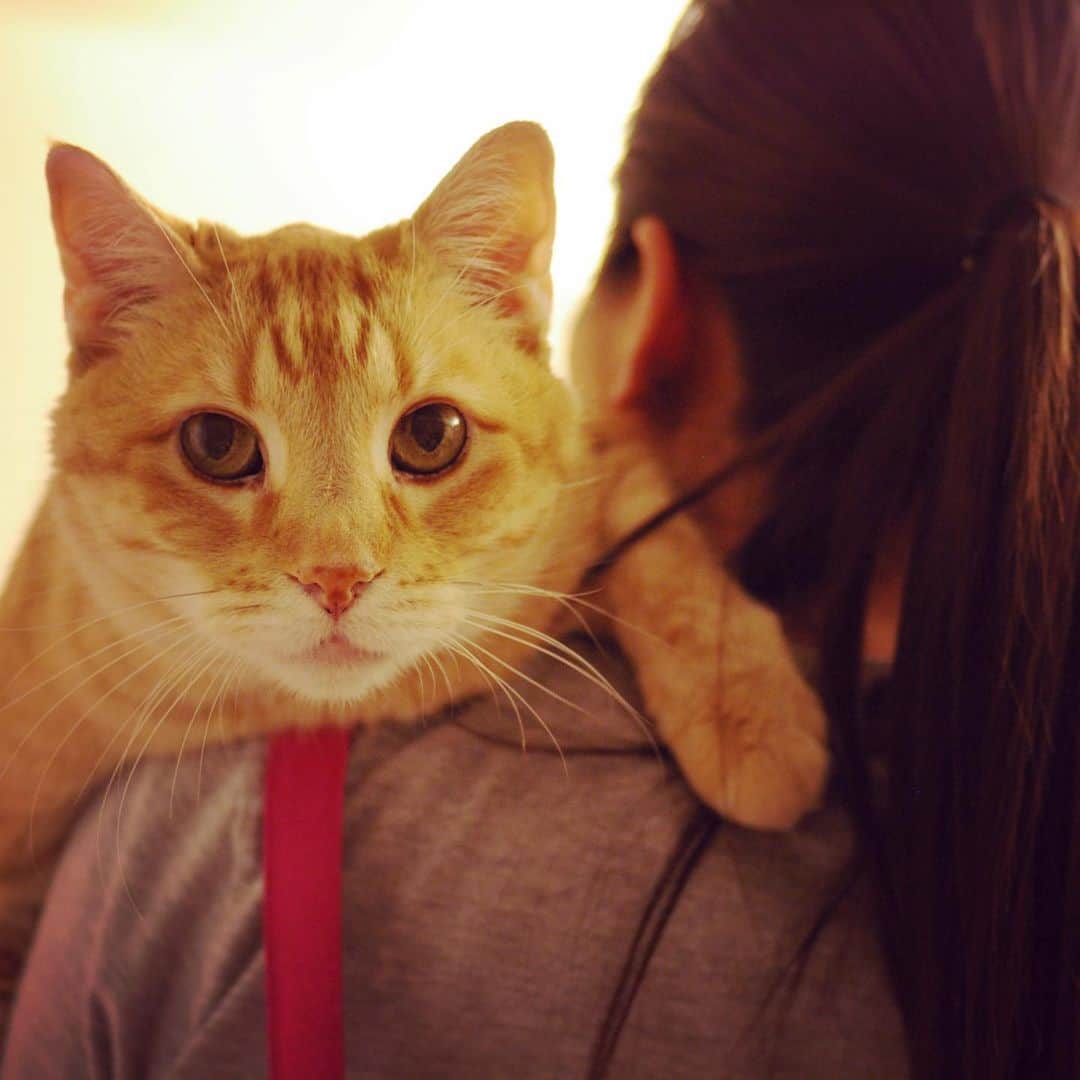 Liaさんのインスタグラム写真 - (LiaInstagram)「I miss my Bobo🐱 猫たまはいつも癒しだね〜💕 #Bobo #愛猫」5月24日 0時33分 - lia_vocalist