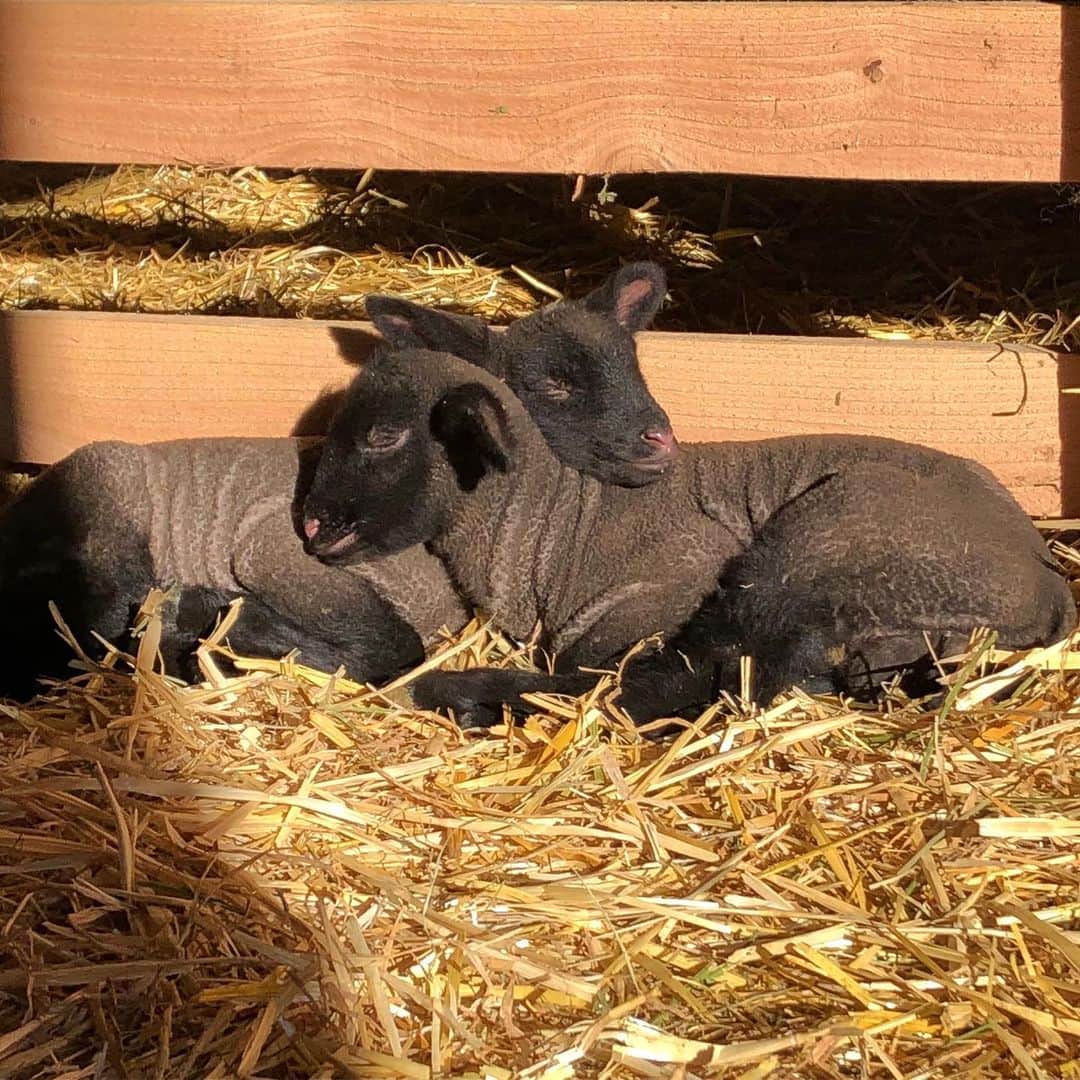 クリス・プラットさんのインスタグラム写真 - (クリス・プラットInstagram)「Twin Suffolk lambs napping in the sunlight. They shall not want.」5月24日 1時01分 - prattprattpratt