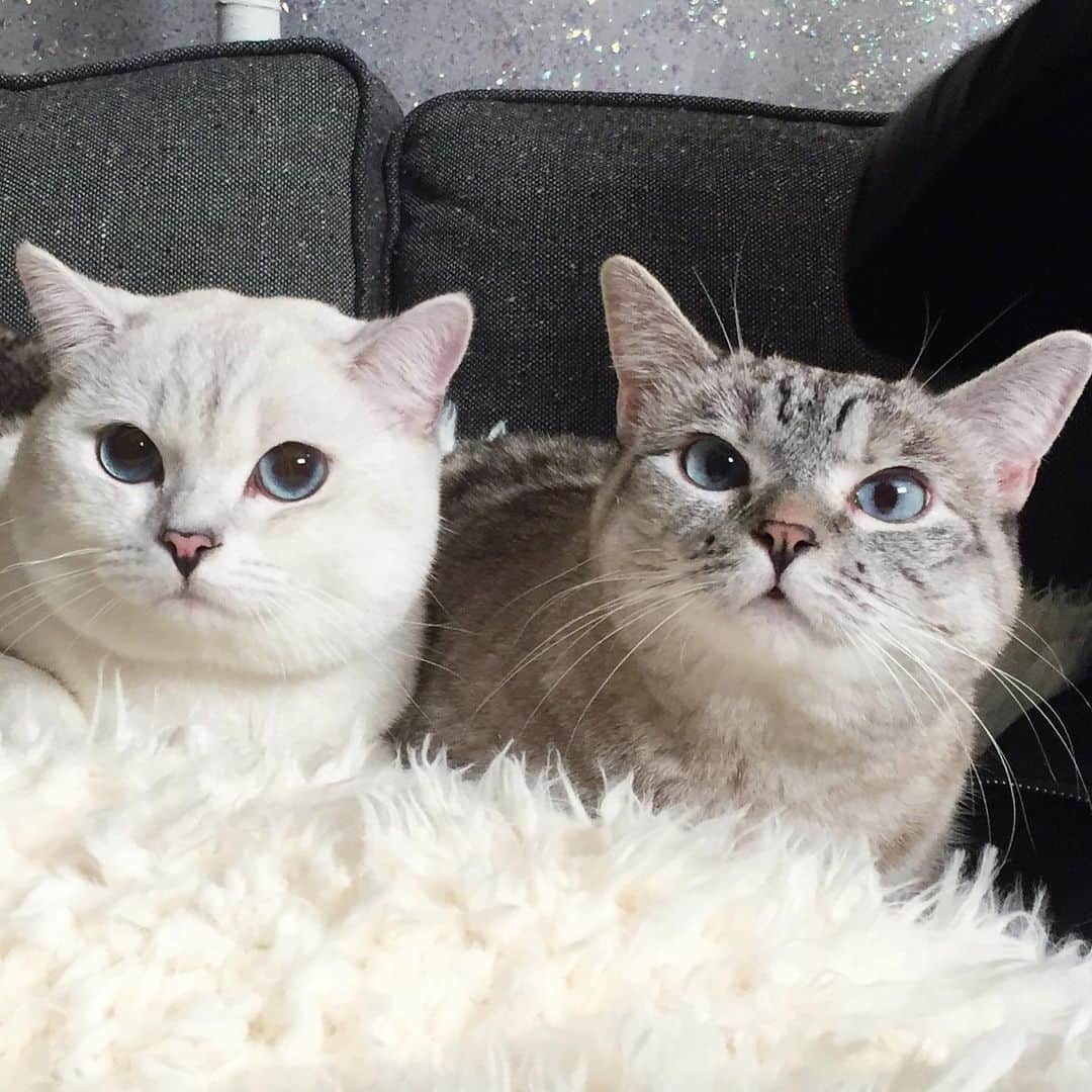 nala_catさんのインスタグラム写真 - (nala_catInstagram)「Do we look alike? @white_coffee_cat」5月24日 1時03分 - nala_cat