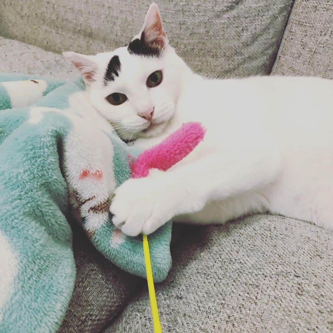 Siznaのインスタグラム：「#dura #cat #づら #猫 #sizna #雑種 #元地域猫 #ヅラ #ヅラ猫 #ヅラ猫部 #にゃんスタグラム #猫変態を増やそうの会 #猫じゃらし #おもちゃ #猫筋」