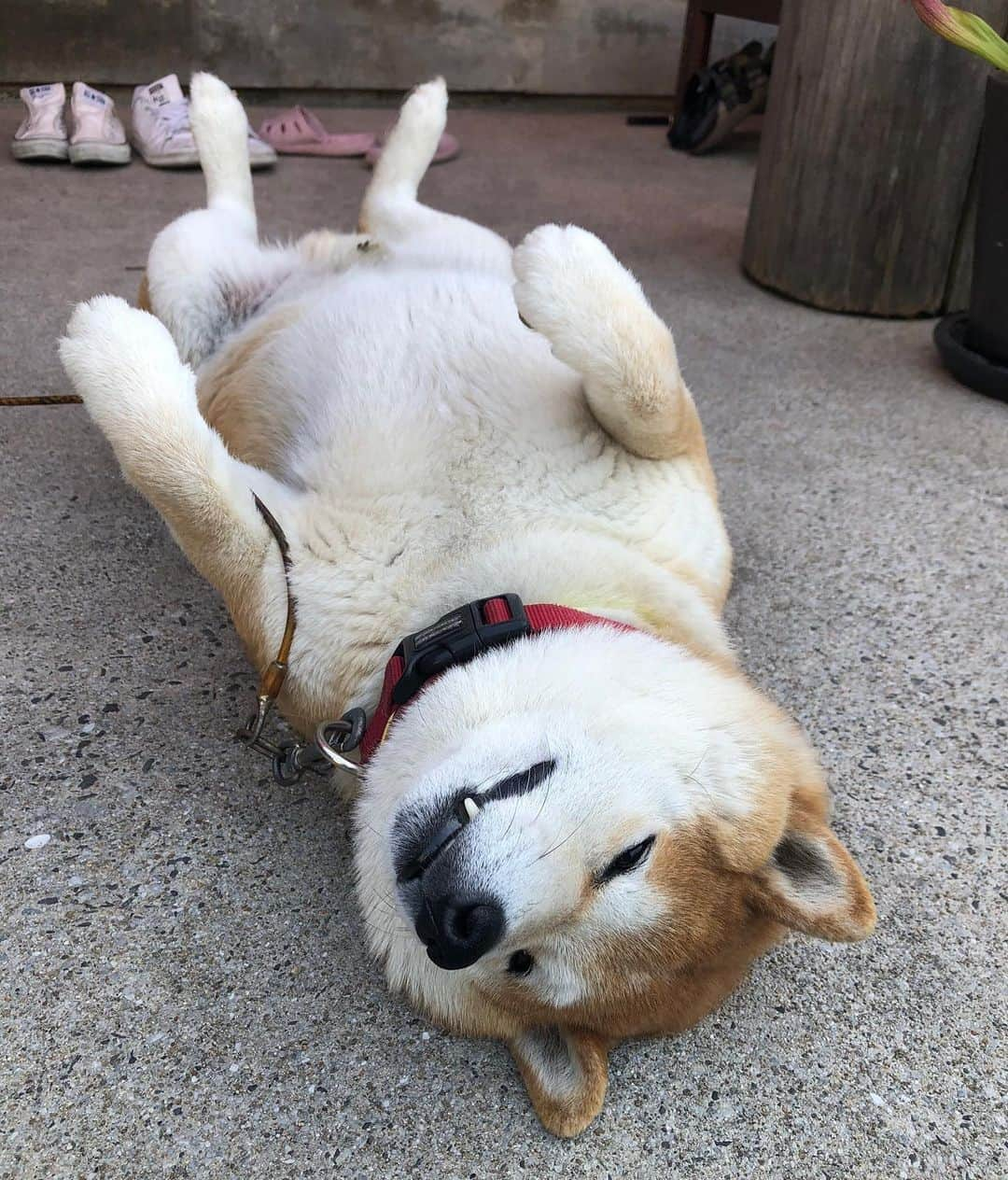 柴犬 たろのインスタグラム