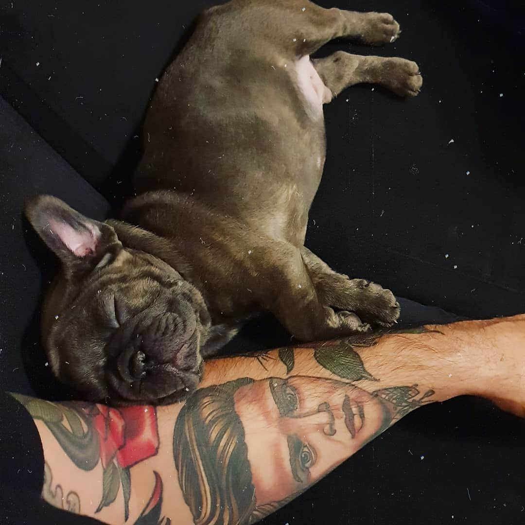 French Bulldogのインスタグラム