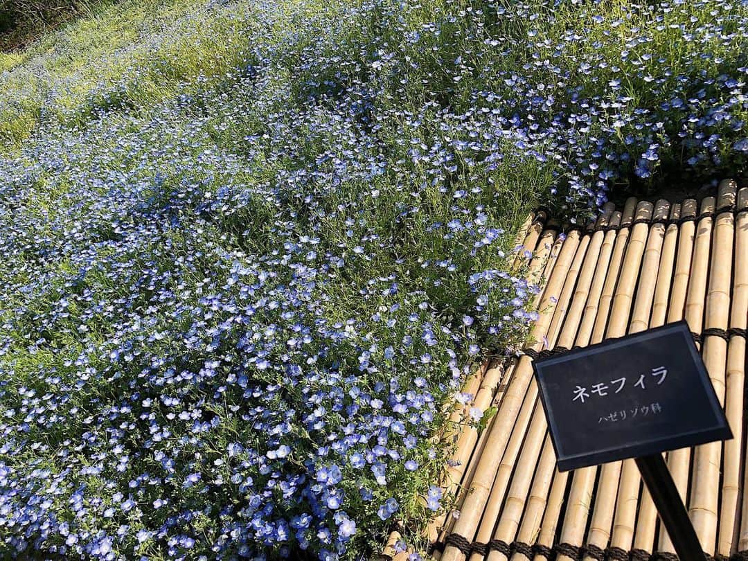 柏山奈々美さんのインスタグラム写真 - (柏山奈々美Instagram)「ネモフィラがまだ咲いてて良かったぁ😌✨ カメラ女子が沢山いて、私も本格的なカメラで撮りたい！と思いました。  #ネモフィラ #ネモフィラ畑  #花畑 #花が好きな人と繋がりたい #flower」5月23日 16時37分 - nanamikashiyama