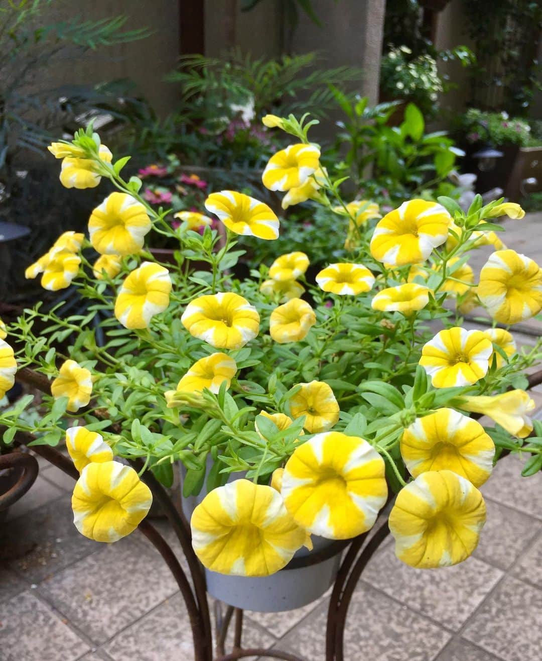 奥薗壽子のインスタグラム：「レモンスライスと言う名前のカリブラコア🍋一目惚れです😍💕💕💕 ＊ #花好きな人と繋がりたい #花 #ガーデニング #カリブラコア」