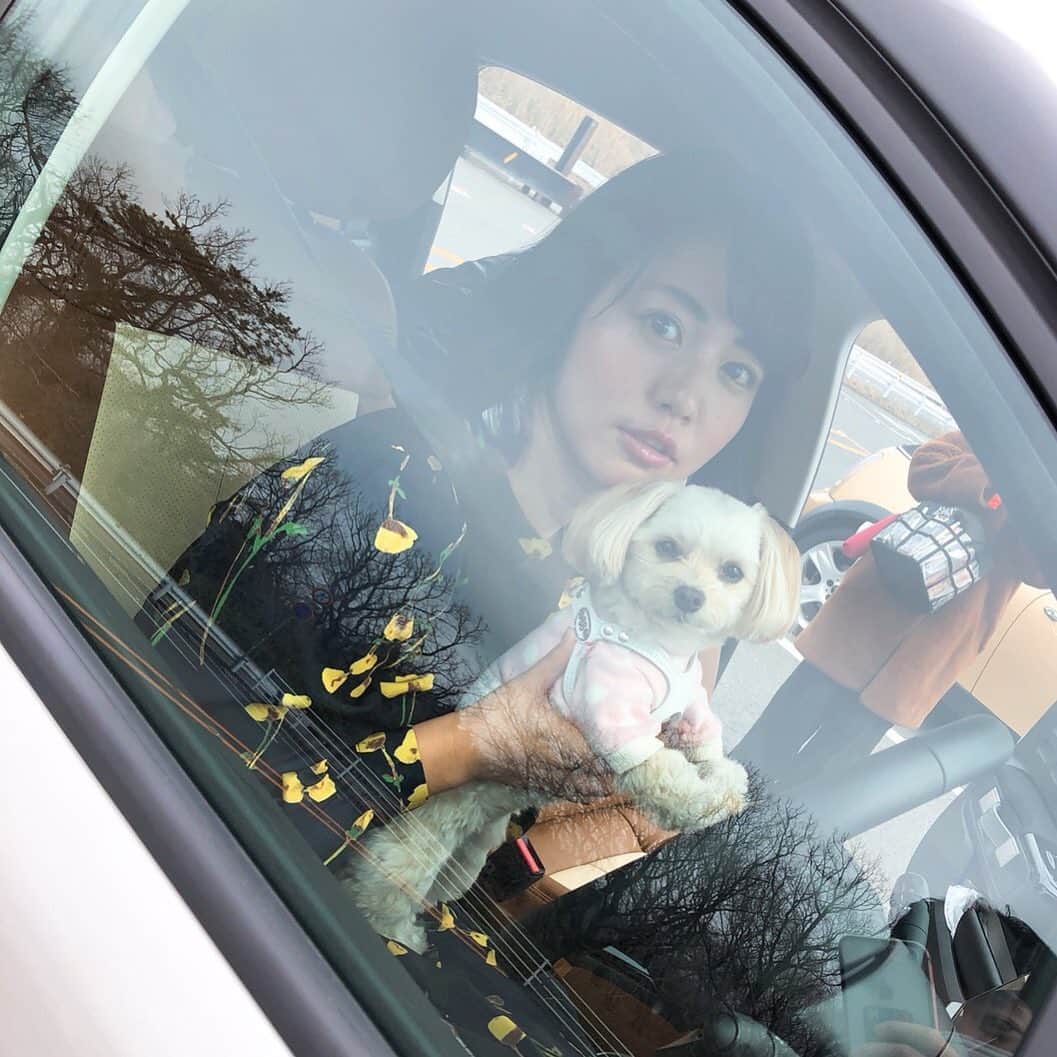 磯山さやかさんのインスタグラム写真 - (磯山さやかInstagram)「そろそろ愛犬と旅行に行きたいな！  #チワプー #運転してる風」5月23日 17時35分 - sayakaisoyama