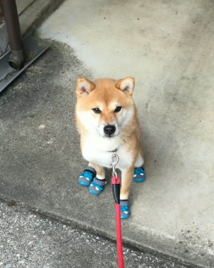 柴犬たま Shibainu Tamaのインスタグラム