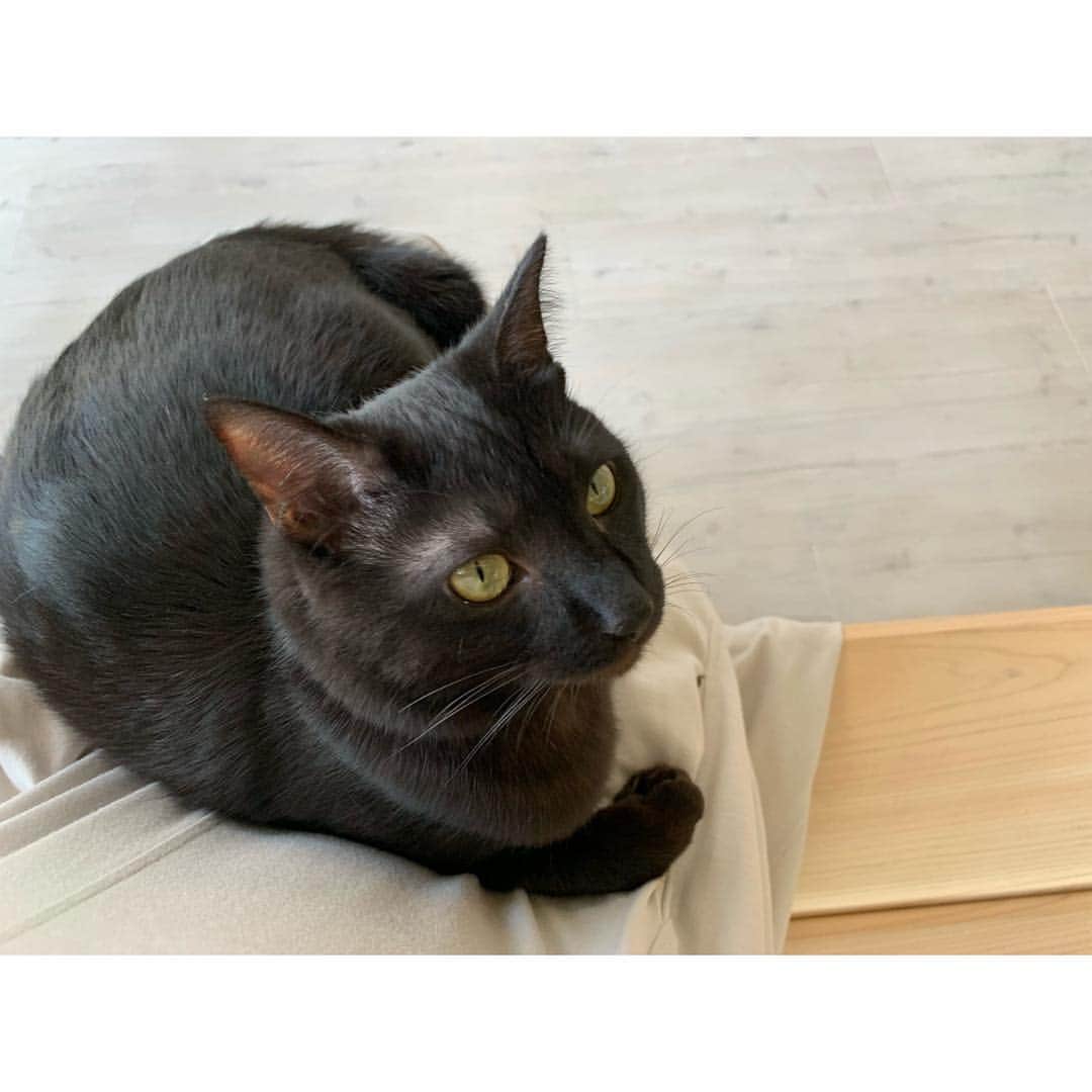 のインスタグラム：「大きく、なりました😽 #モントン #1歳 #人が大好き #FIV #FelineImmunodeficiencyVirus #りんご猫 #りんご猫とは」